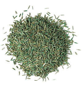 featured image for Fresh Grass Seed