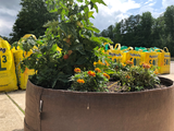 Complete Garden Kit: 1 BigYellowBag + Root Pouches + 10 PLANTS!