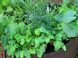 Complete Garden Kit: 1 BigYellowBag + Root Pouches + 10 PLANTS!