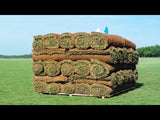TifTuf Bermuda Sod