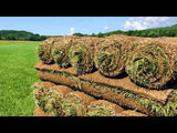 Elite Tall Fescue Sod